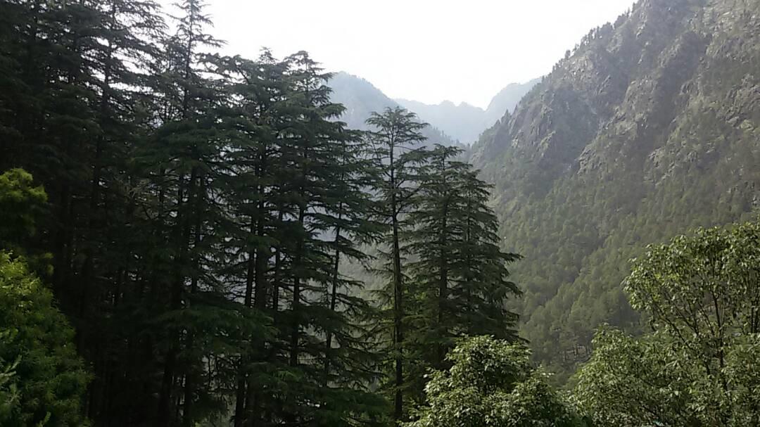 Hotel Deep forest kasol Eksteriør bilde